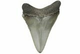 Serrated, Chubutensis Tooth - Megalodon Ancestor #225313-1